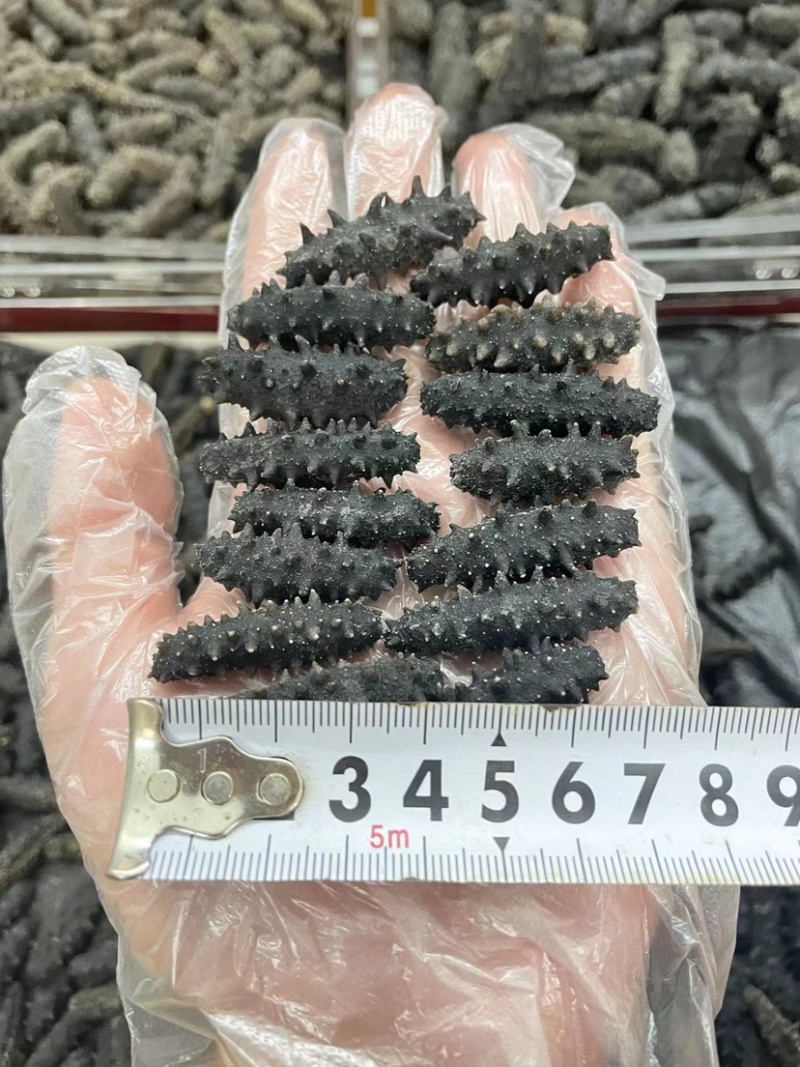 淡干海参干批发小海参刺身非即食海参干货大连海参干辽参