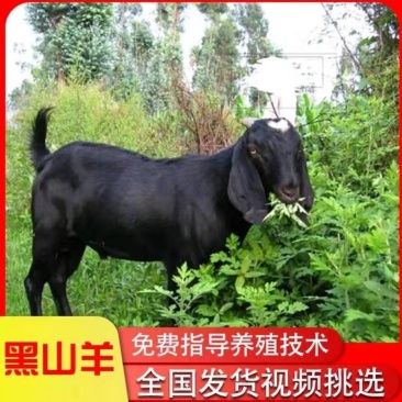 肉羊屠宰羊宰杀羊货到付款到家过磅诚信经营