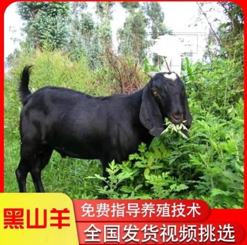 肉羊屠宰羊宰杀羊货到付款到家过磅诚信经营