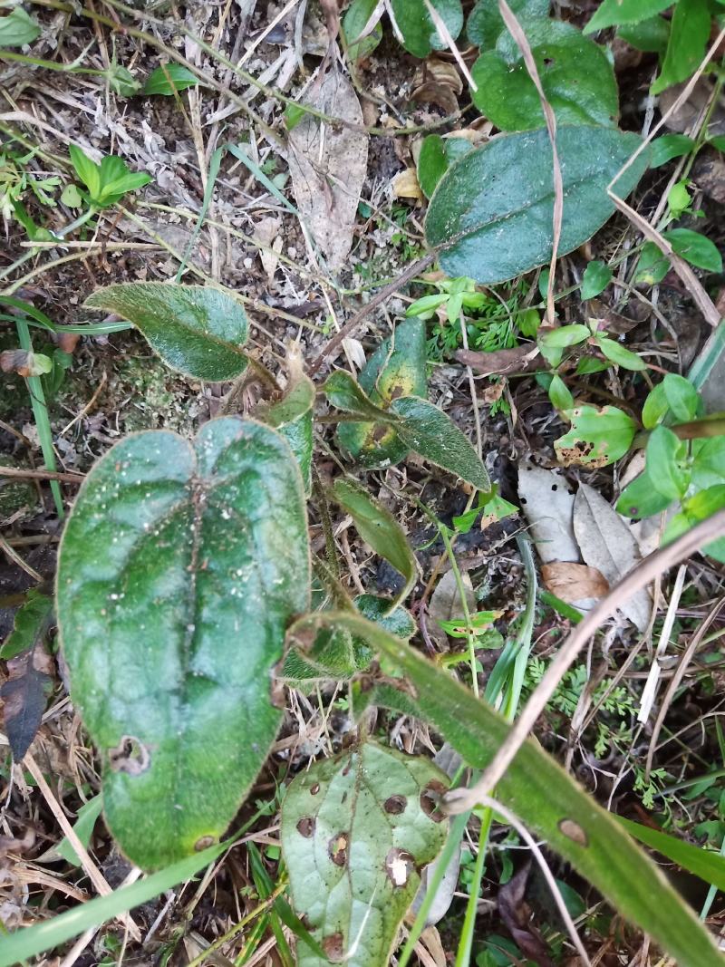 野生杏香兔耳风，朝天一柱香鲜货，现采发货。干货可提前预定