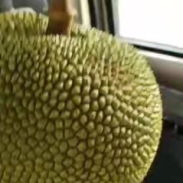 广东精品金苞无胶波罗蜜，热带水果经典，产地货源