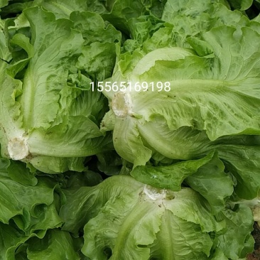内黄县意大利精品生菜基地
