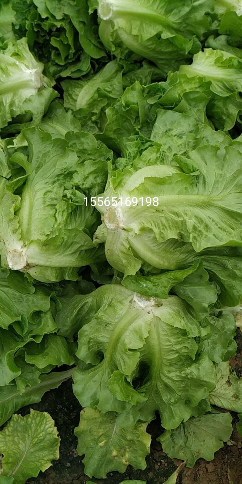 内黄县意大利精品生菜基地