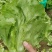 内黄县意大利精品生菜基地