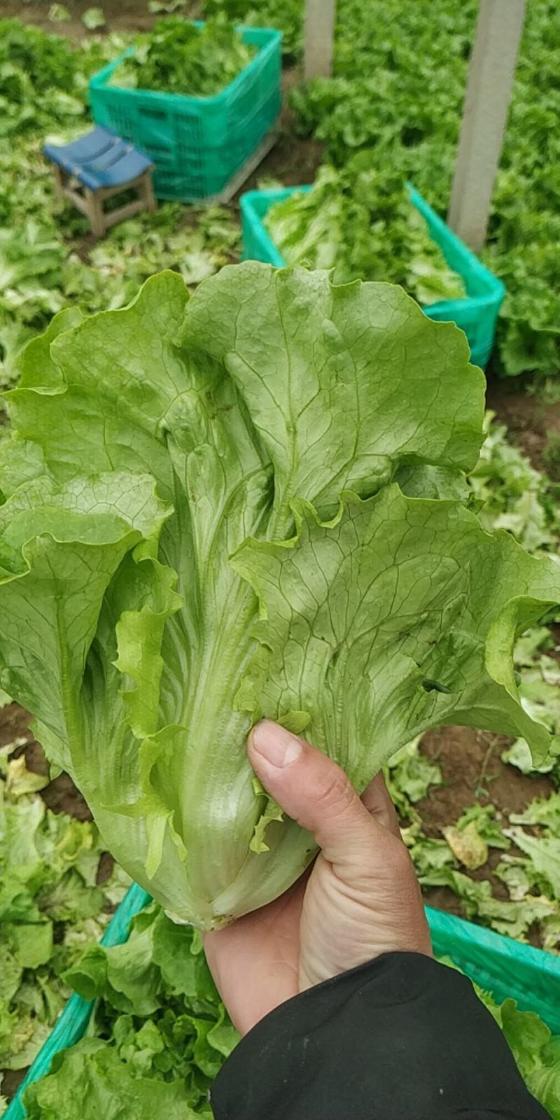 内黄县意大利精品生菜基地