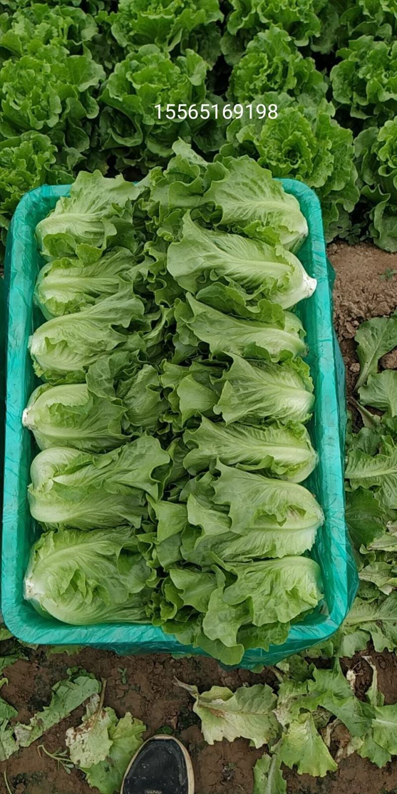 内黄县意大利精品生菜基地