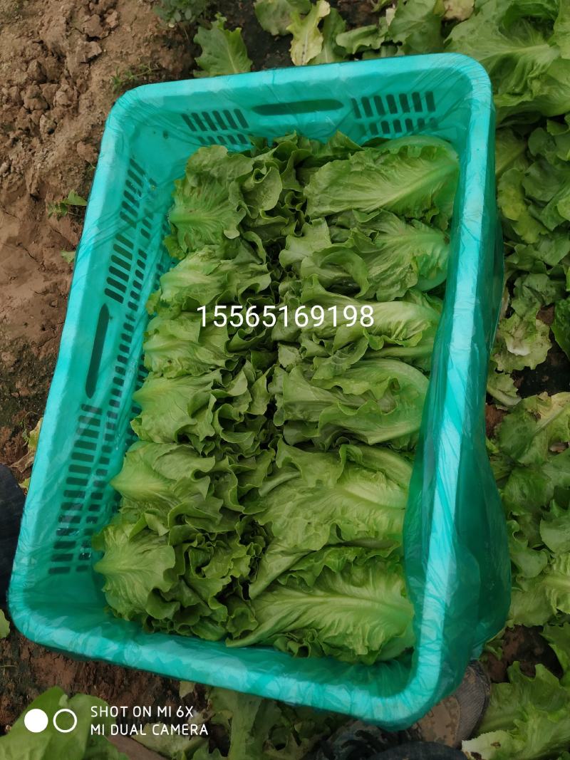 内黄县意大利精品生菜基地