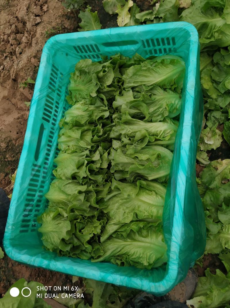 内黄县意大利精品生菜基地