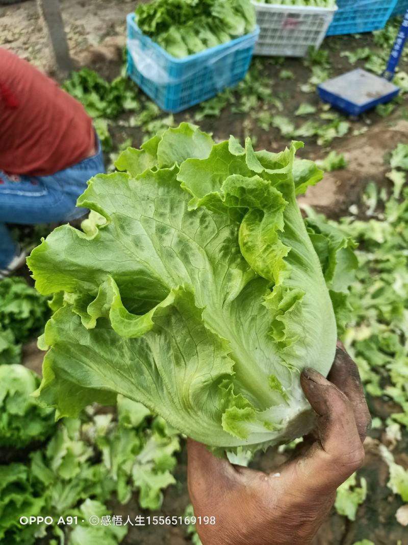 内黄县意大利精品生菜基地