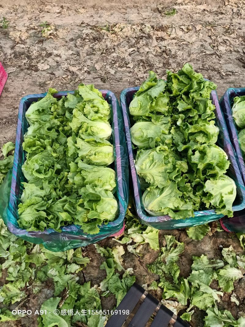 内黄县意大利精品生菜基地