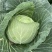 圆包菜扁包菜