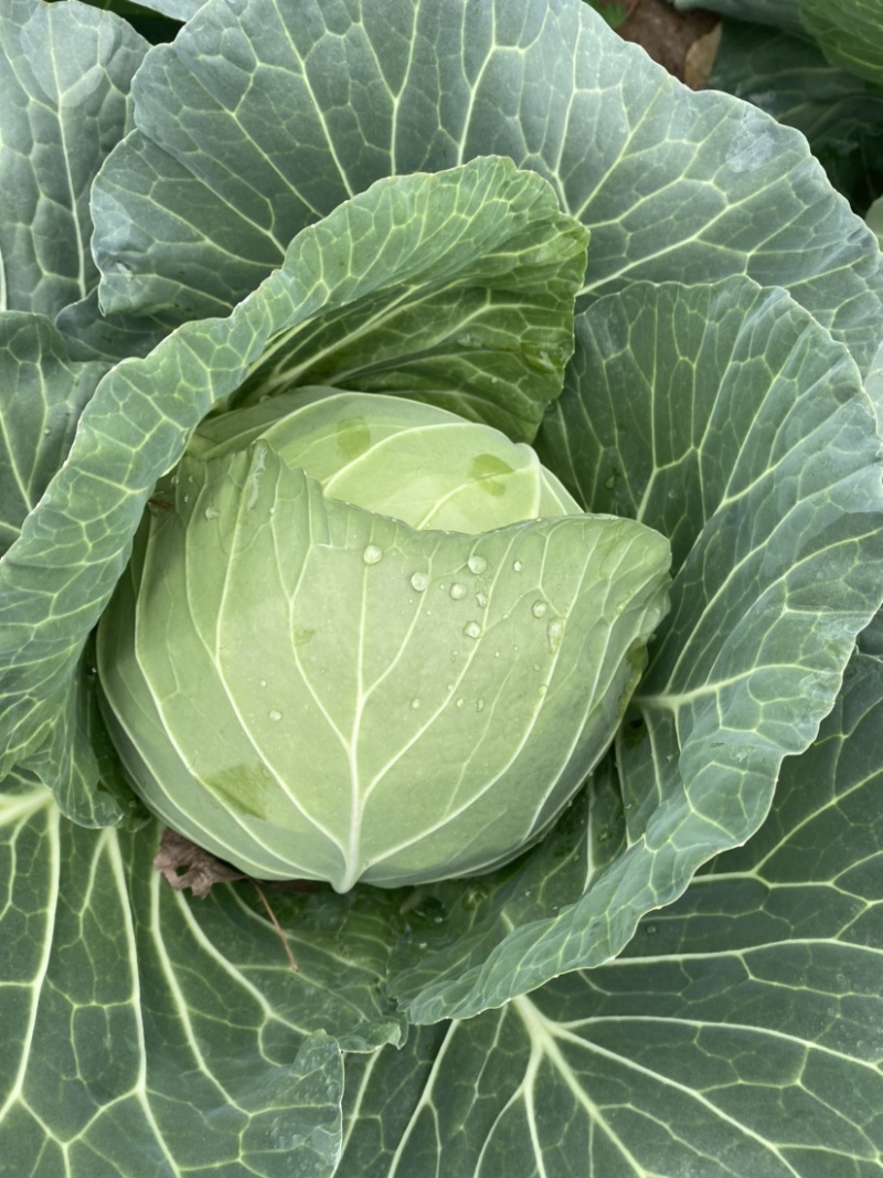 圆包菜扁包菜