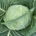 圆包菜扁包菜
