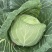 圆包菜扁包菜