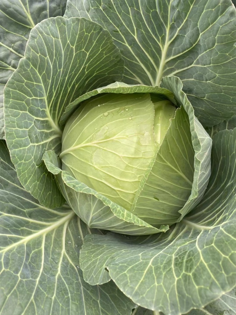 圆包菜扁包菜