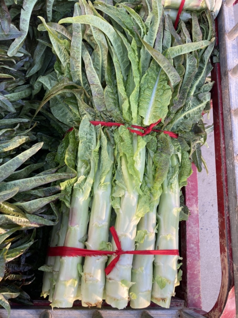 莴笋大量供应产地批发货源充足代发全国