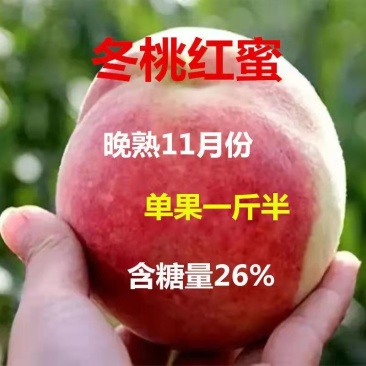 桃树苗特大晚熟桃子树苗冬桃红蜜桃树苗南北方种植冬桃