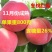 桃树苗特大晚熟桃子树苗冬桃红蜜桃树苗南北方种植冬桃