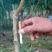 桃树苗特大晚熟桃子树苗冬桃红蜜桃树苗南北方种植冬桃
