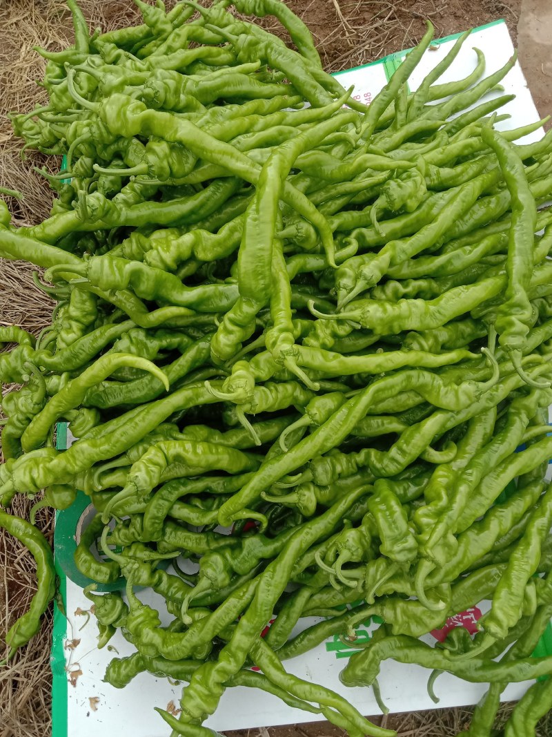 西昌市螺丝椒