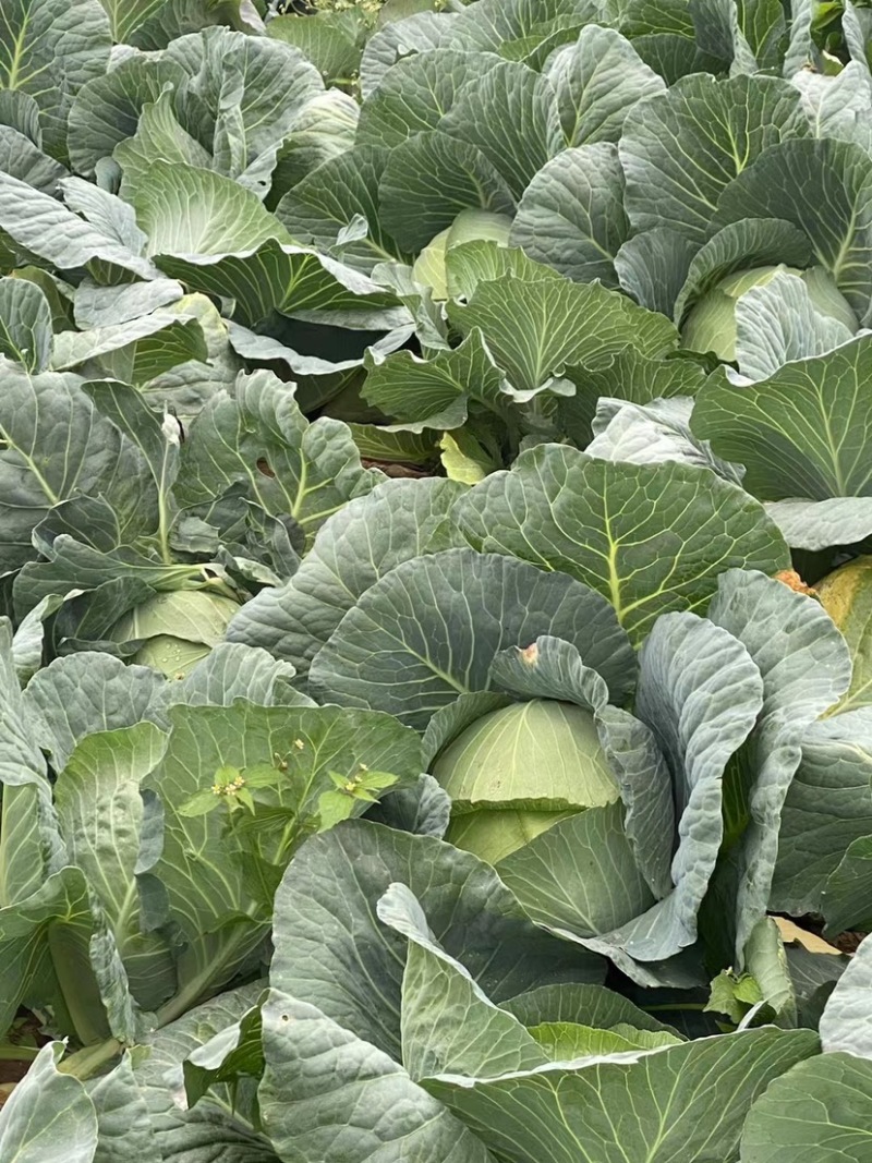 《圆包扁包菜大量现货