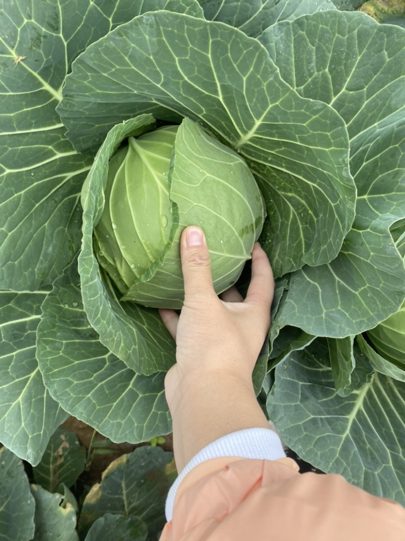 《圆包扁包菜大量现货