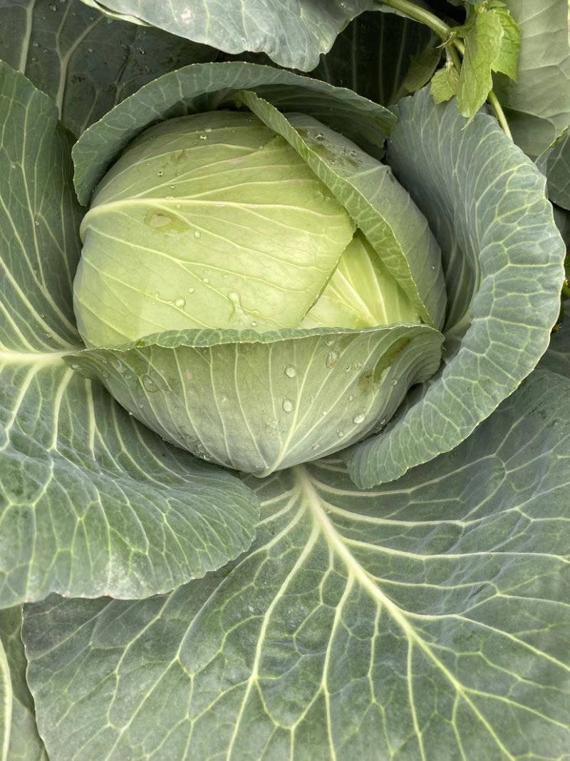 《圆包扁包菜大量现货