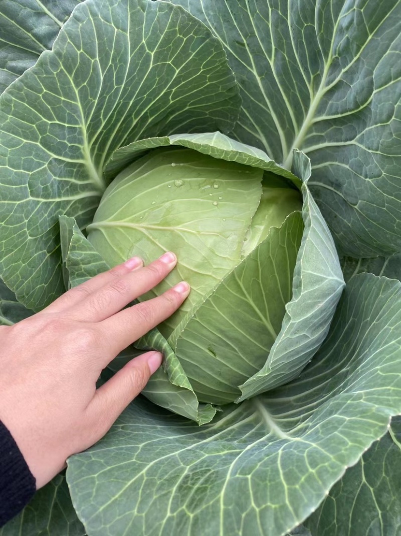 《圆包扁包菜大量现货