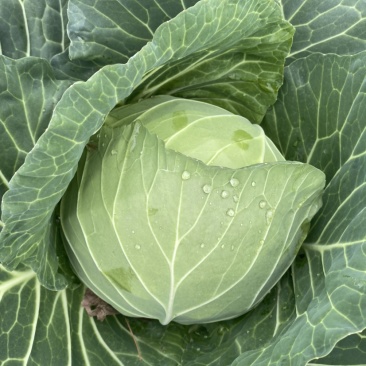 《圆包扁包菜大量现货