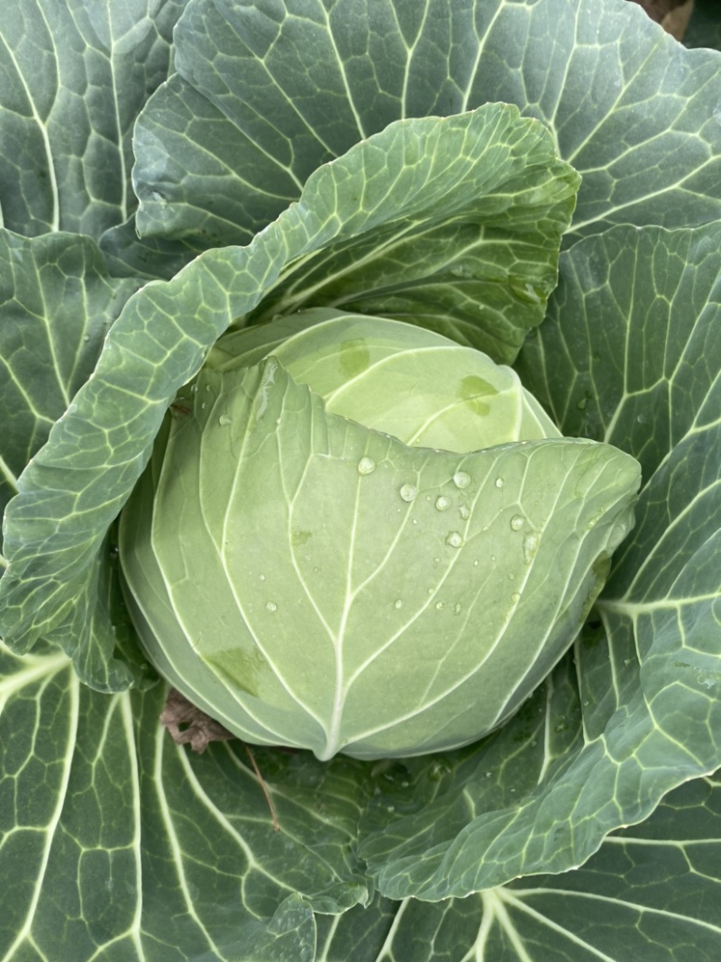 《圆包扁包菜大量现货