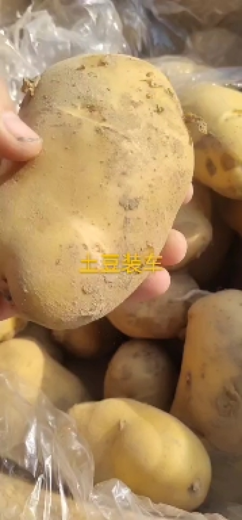 冷库大量供应优质土，品种齐全，真诚给顾客服务，让利。