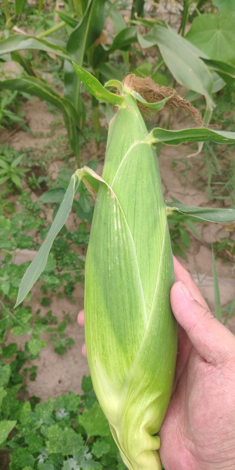 50亩水果玉米