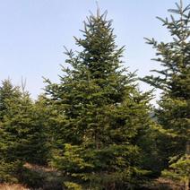 冷杉冷杉树1~10米高形态优美苗圃基地常年大量