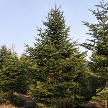 冷杉冷杉树1~10米高形态优美苗圃基地常年大量