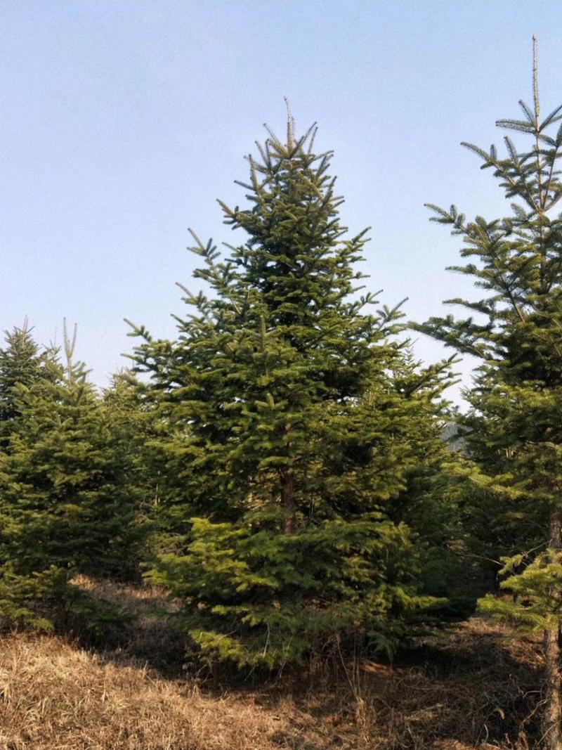 冷杉冷杉树1~10米高形态优美苗圃基地常年大量