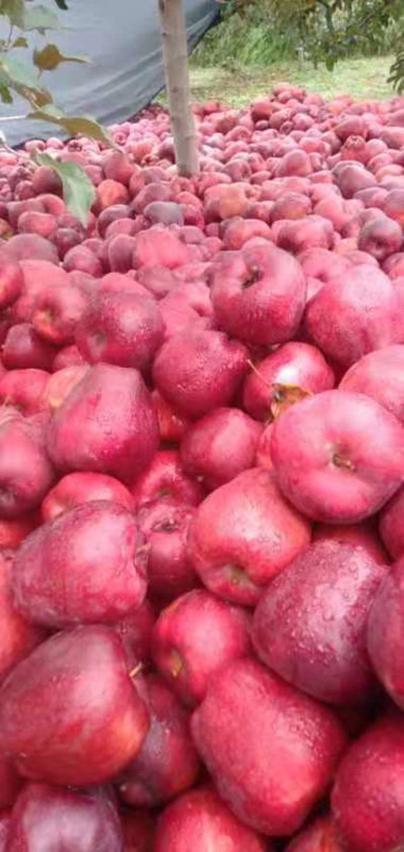 新疆阿克苏冰糖心苹果，产地直发，价格便宜，互赢互利