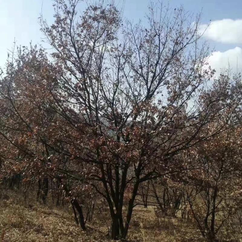 蒙古栎丛生蒙古栎辽东栎规格齐全常年批发