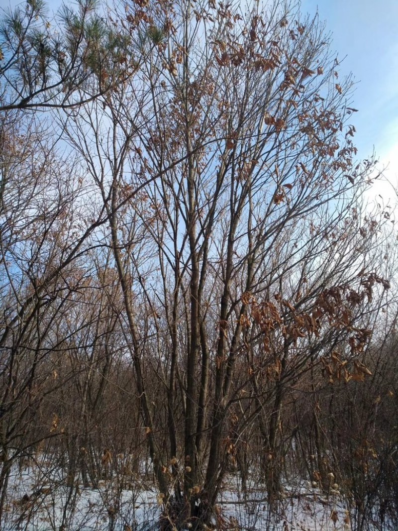 蒙古栎丛生蒙古栎辽东栎规格齐全常年批发