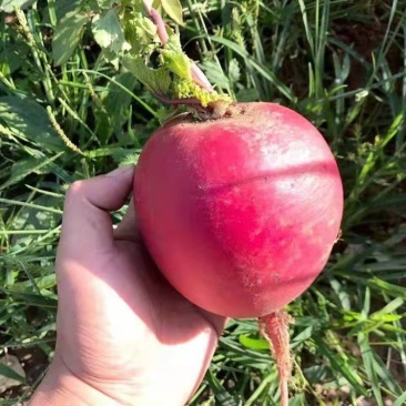 诚信代办，物美价廉，产地直发，要的联系。