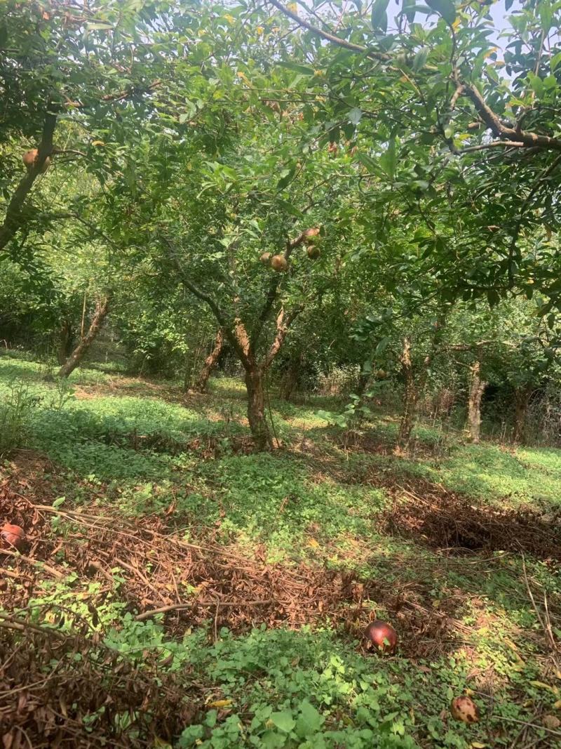 造型石榴树基地大量供应，江苏宿迁沭阳县基地直销无中间商