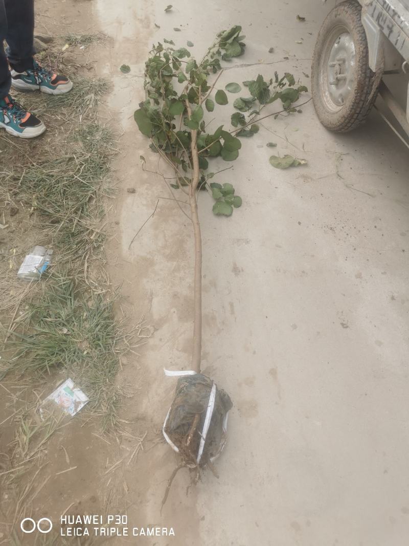 营养杯黄栌，产地直销，质量保证，杯子有16，20，的各种