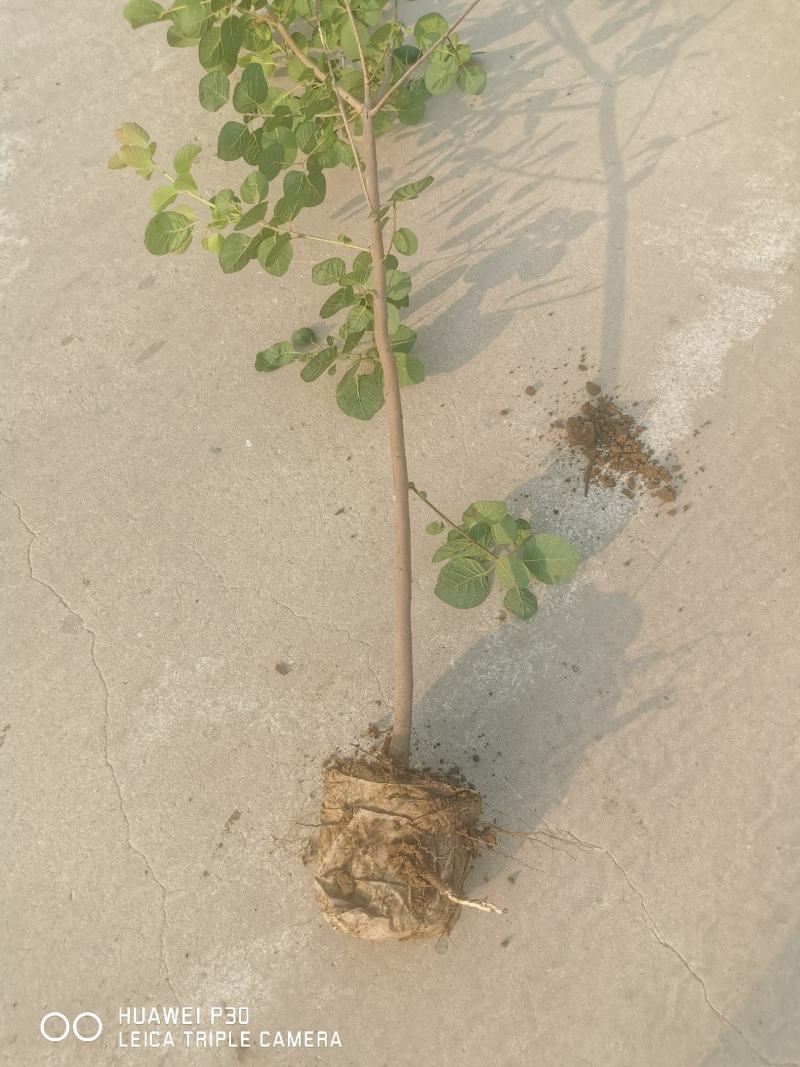 营养杯黄栌，产地直销，质量保证，杯子有16，20，的各种