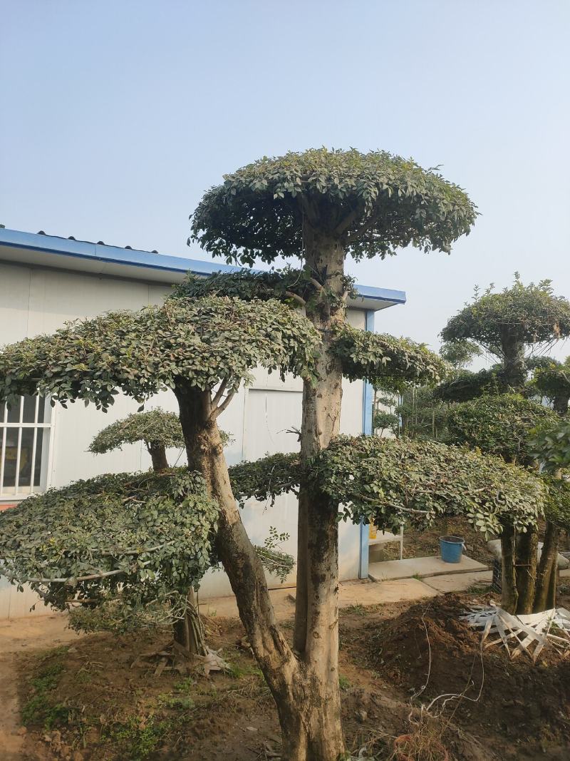 对接白蜡造型白蜡基地大量供应，江苏宿迁沭阳县基地直销。