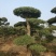 对接白蜡造型白蜡基地大量供应，江苏宿迁沭阳县基地直销。