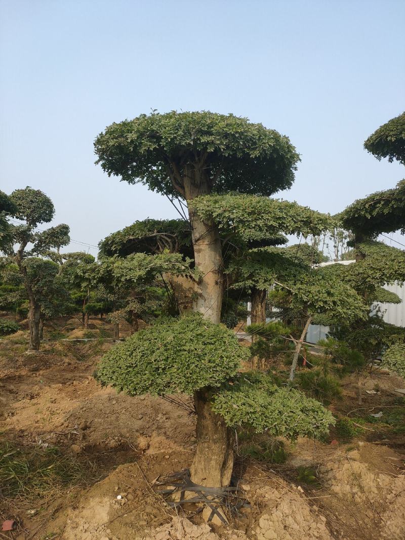 对接白蜡造型白蜡基地大量供应，江苏宿迁沭阳县基地直销。