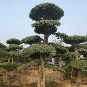 对接白蜡造型白蜡基地大量供应，江苏宿迁沭阳县基地直销。