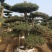 对接白蜡造型白蜡基地大量供应，江苏宿迁沭阳县基地直销。