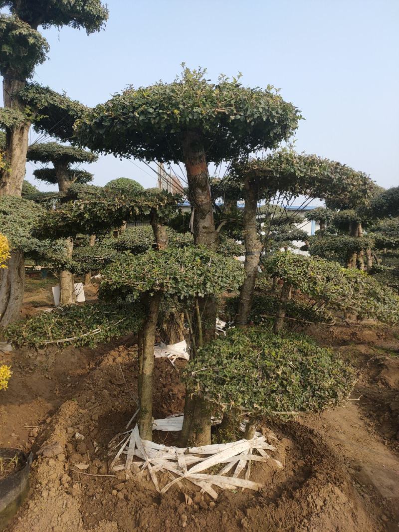 对接白蜡造型白蜡基地大量供应，江苏宿迁沭阳县基地直销。