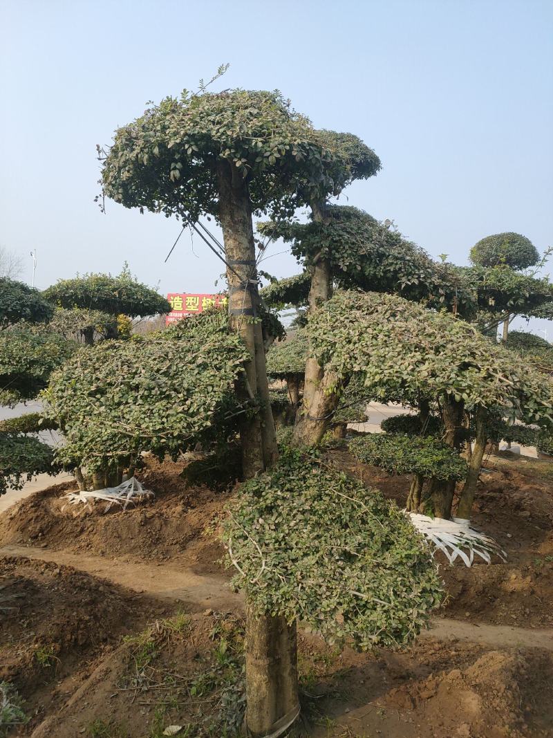 对接白蜡造型白蜡基地大量供应，江苏宿迁沭阳县基地直销。