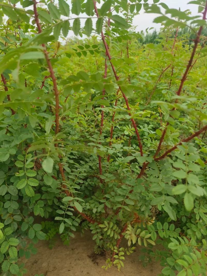 黄刺玫，土球，营养杯，规格齐全，大量有货